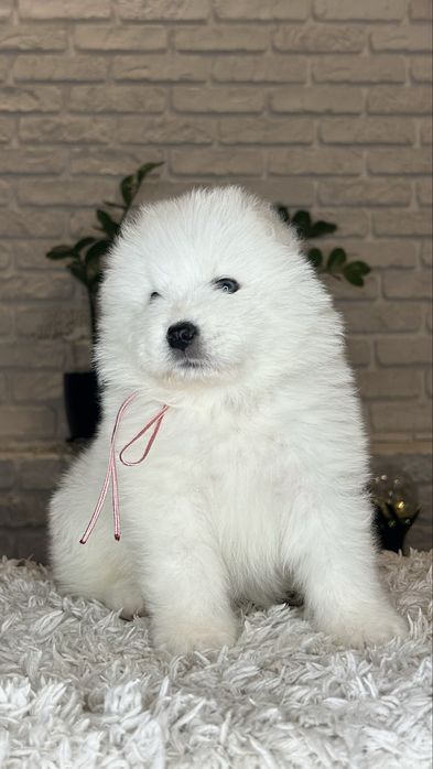 Samoyed/Самоїд дівчинка
