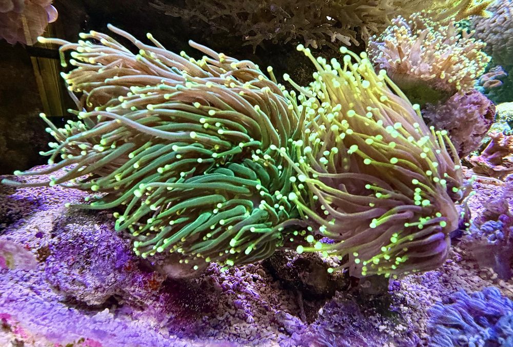 Euphyllia Glaberescens Green Lemon