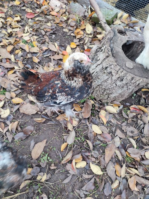 Сибрайты и фавероль