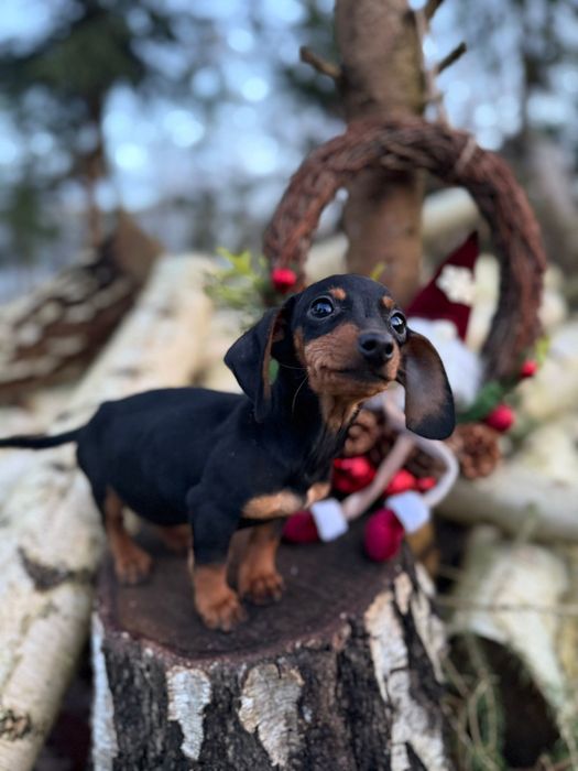 Jamnik krótkowłosy miniaturowy rodowód