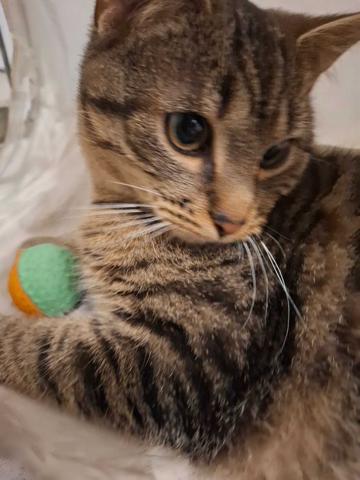 Mały rozrabiaka Kardamon szuka kochającego domu