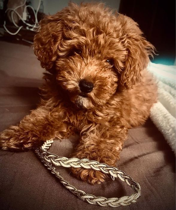 Ексклюзивні Мальтипу міні з чіпом