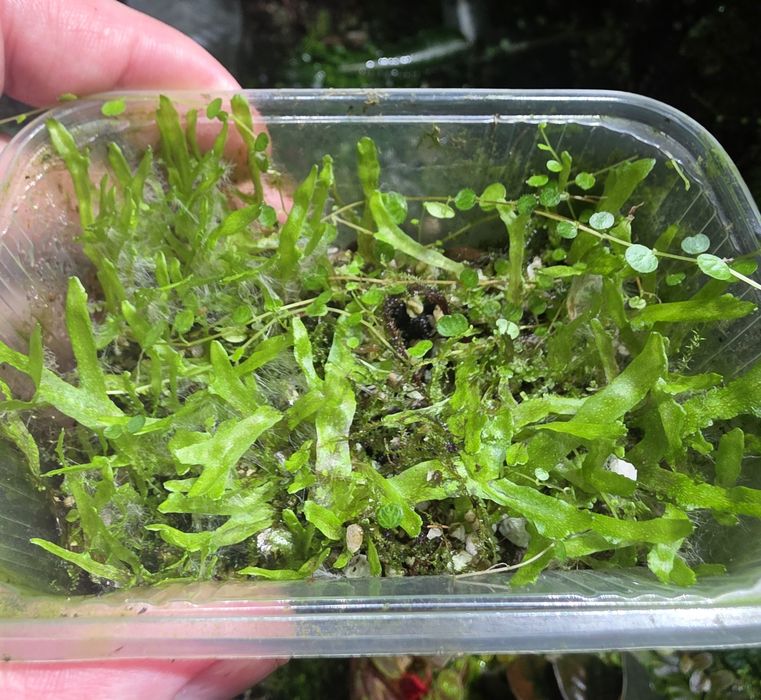 Rośliny tropikalne do terrarium, paludarium, pnącza, mchy i wątrobowce