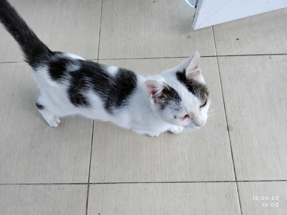 Віддаємо грайливе кошеня