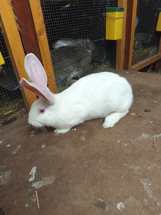 Termondzki biały samiczki