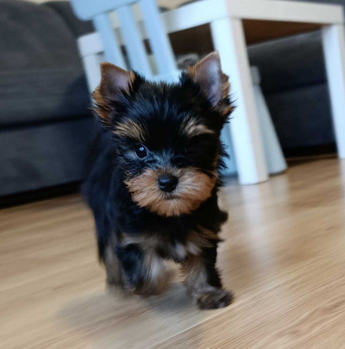 Mini BOY Yorkshire terrier czarno złoty