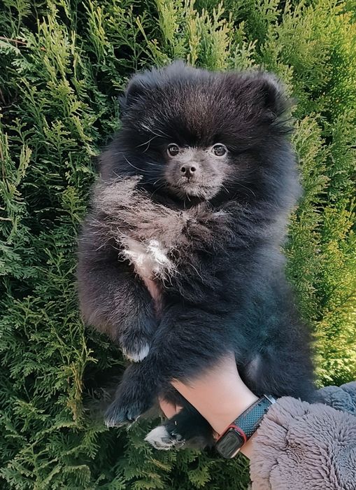 Szpic miniaturowy. Piesek gotowy do odbioru.