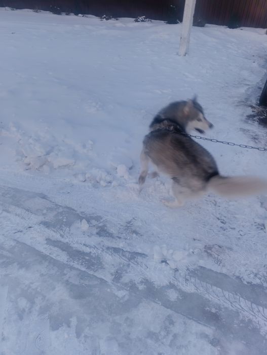 Віддам в добрі руки