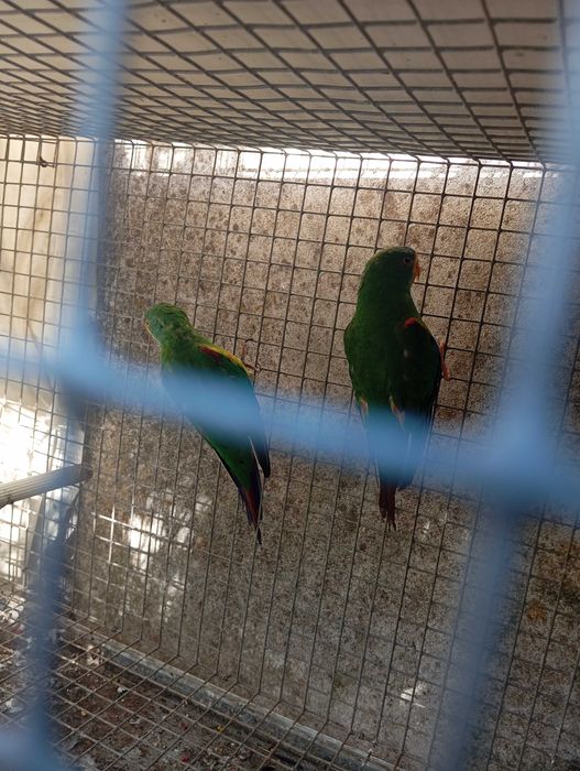Aves para venda