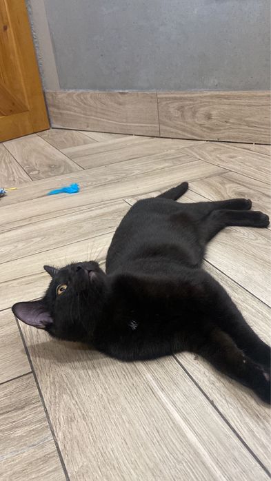 Janko szuka domku !!! Przychodnia Ryś