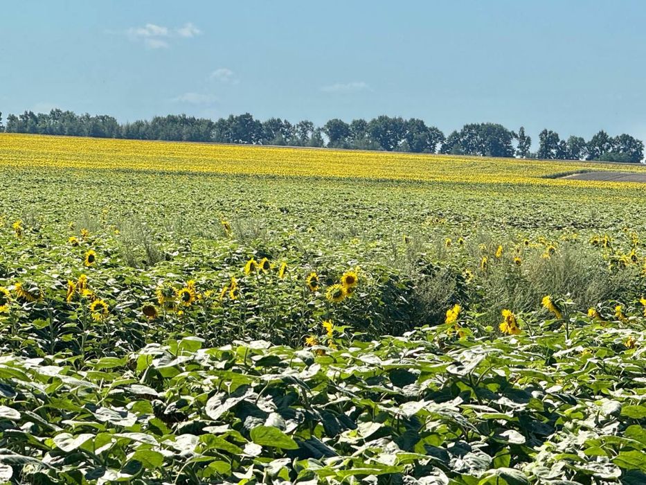Земельна ділянка 107 га в Бучанському районі