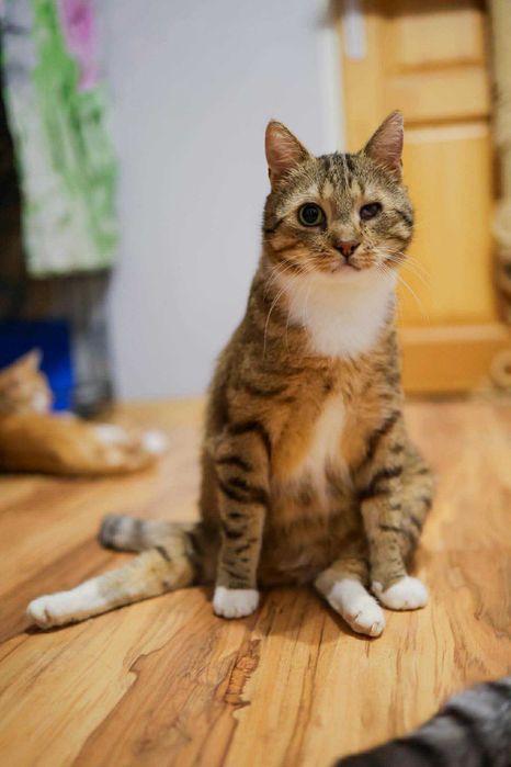 Czy ktoś pokocha niepełnosprawnego kotka? :(