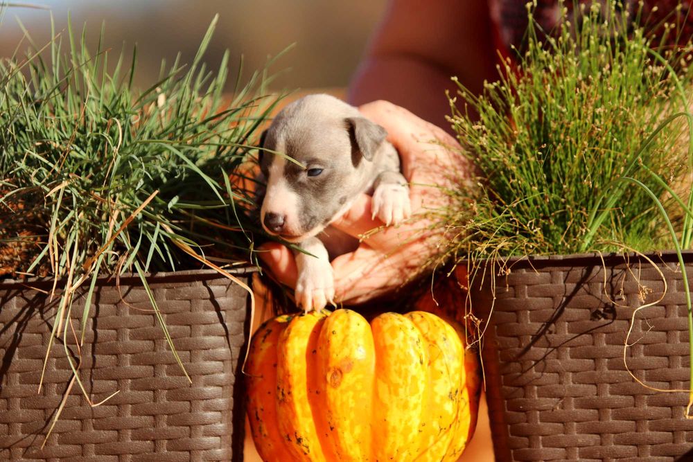 Whippet Chart angielski ZKwP/FCI śliczny piesek RANGO
