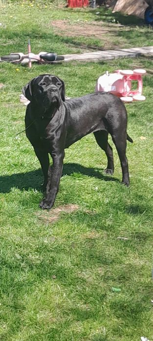 Suczka cane corso 18 miesiecy rodzice FCI OBRONNA !