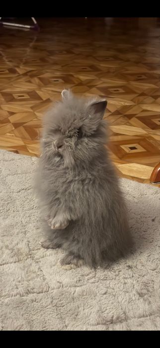 Karzełek Teddy , mini lop , królik miniaturka , króliki miniaturki
