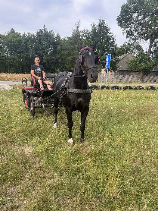 Ogier śląskie kair