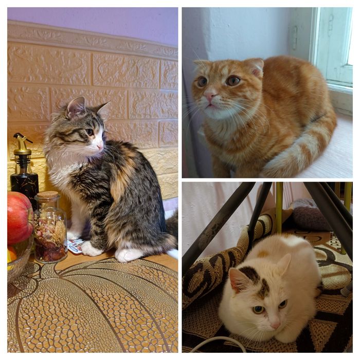 Перетримка котиків