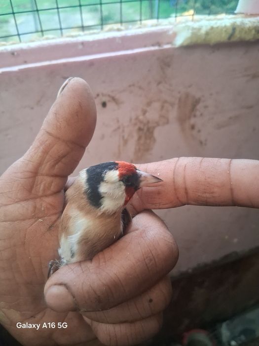 Vendo canarios 12 eros os maicho i femias a 8 todos deste ano