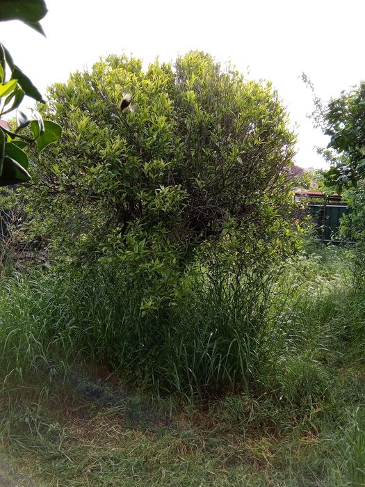 Limpeza de terrenos,jardins entre outros