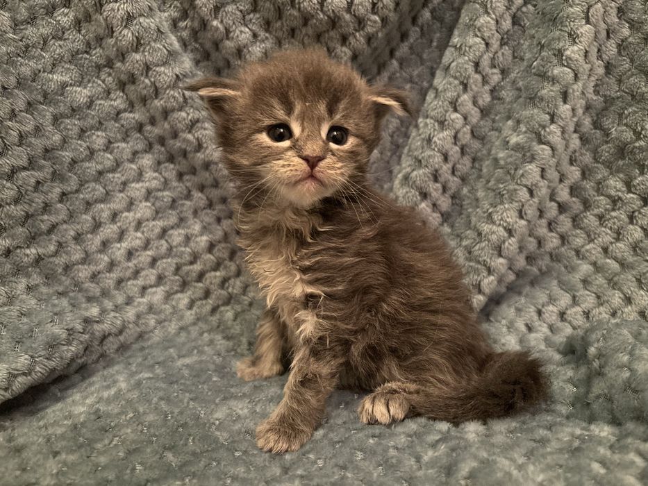 Kocięta Maine coon z rodowodem FPL