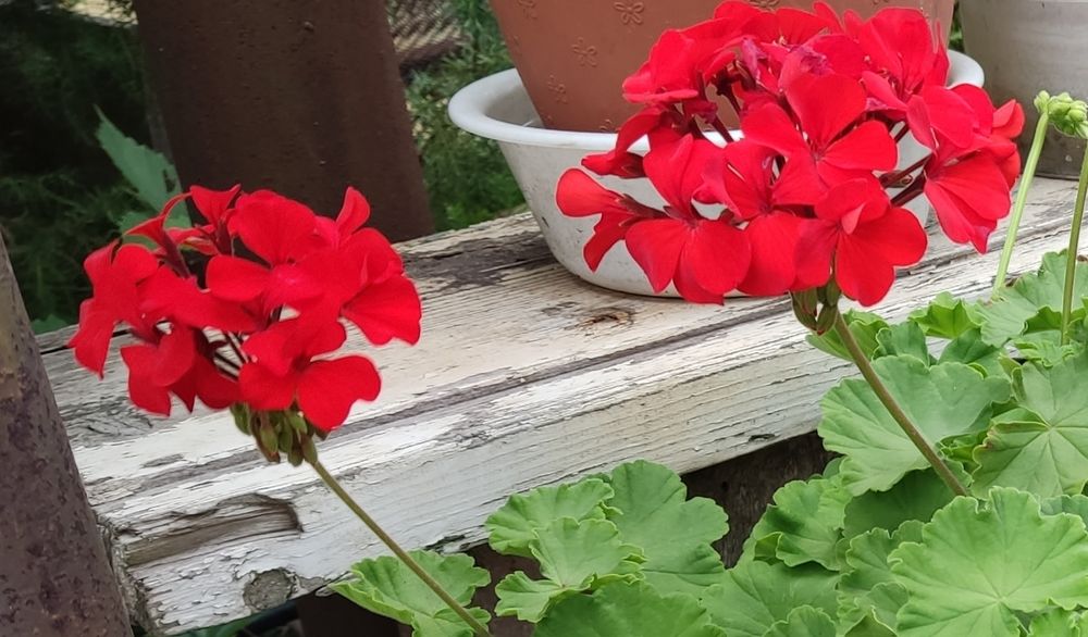 Продажа зональної пеларгонії