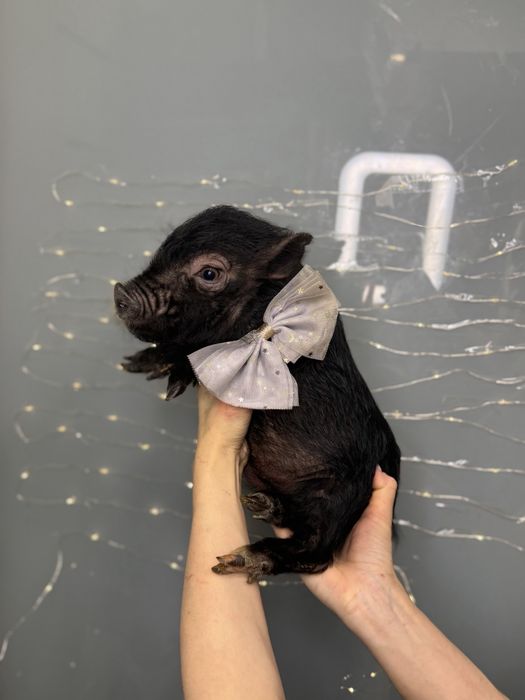 Красунчик міні піг Шварц Піггер