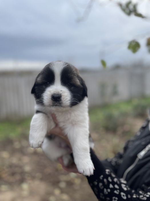 Цуценя московської сторожевої