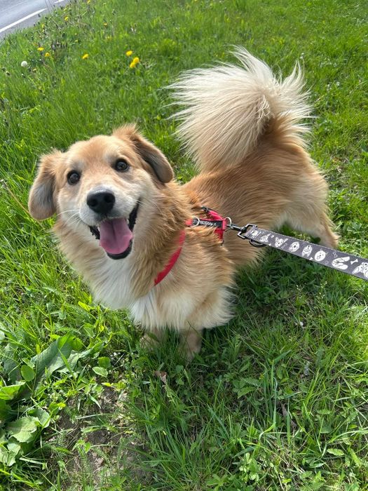 Boguś,szukamy domu bez dzieci Schronisko Kalisz