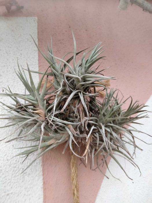 Tillandsia planta aérea