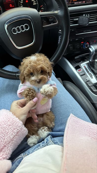 Міні мальтипу цуцики