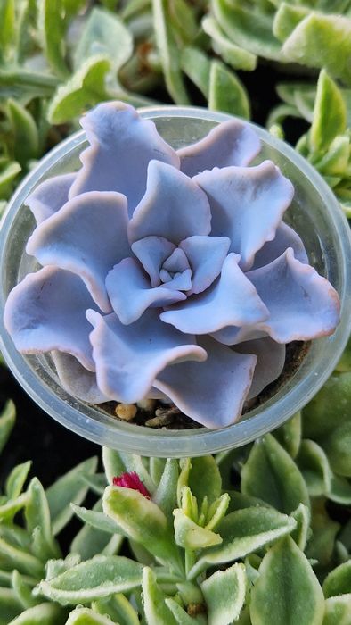 Єхеверія 'Crispate Beauty'