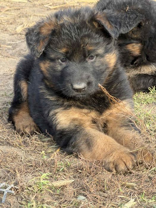 Owczarek niemiecka długowłosy czarny podpalany