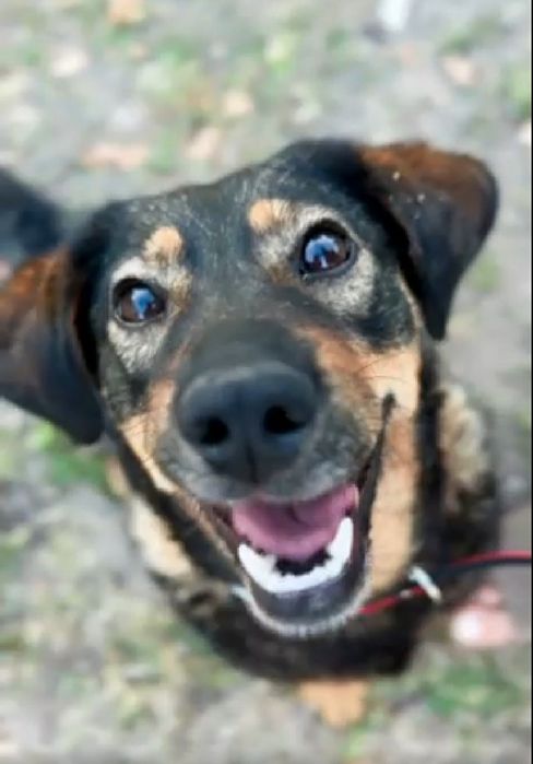 Собака дівчинка Черкаси, стерильна