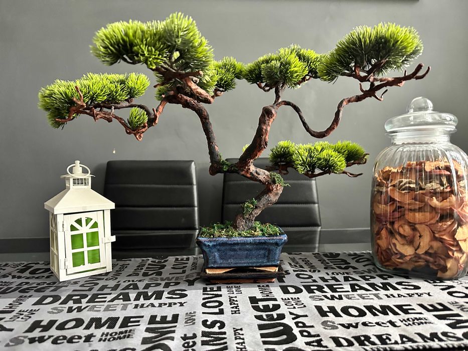 acorn bonsai Cork Oak Bonsai Starter – Bonsaify main image 0