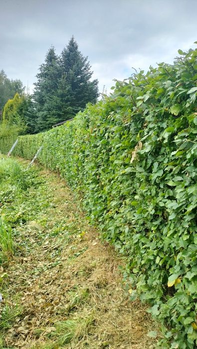 Wycinka drzew pielęgnacja