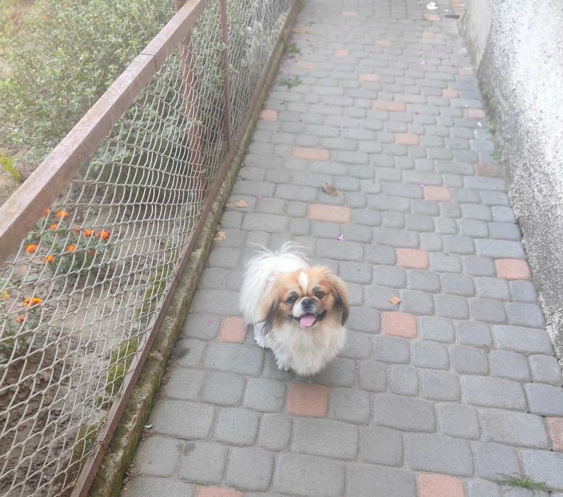 Продам Пікінесів