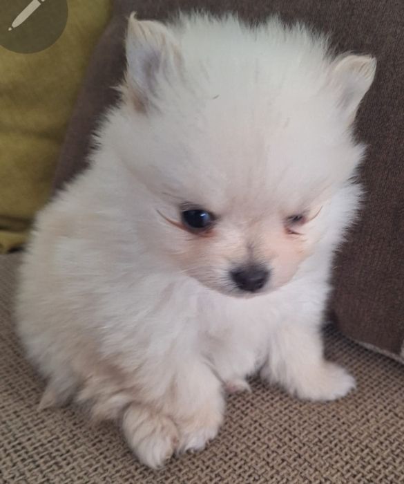 Spirz Lulu Anão Alemão Branco Lulu  da  pomerânia  Alemão  Anão