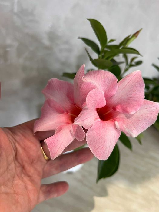 Дипладения CREAM PINK