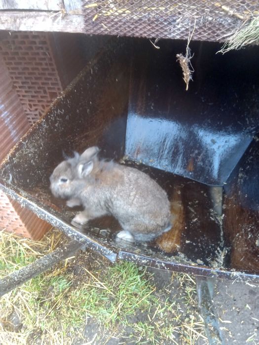 Sprzedam samca miniaturkę