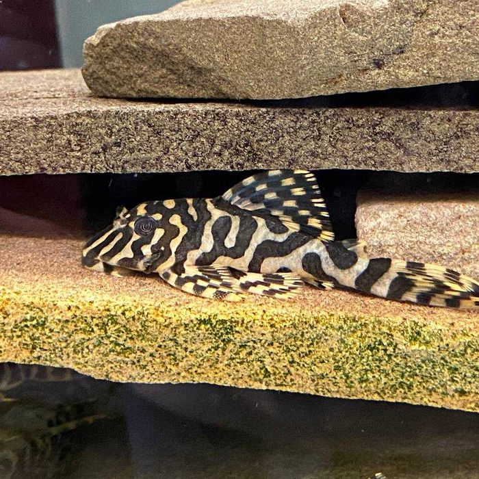 Пекольтія Компта Л134 (Peckoltia compta l134)