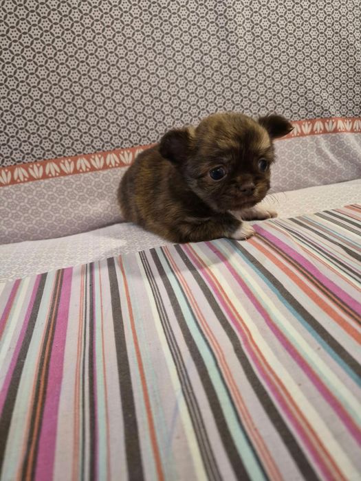Chihuahua macho pelo longo