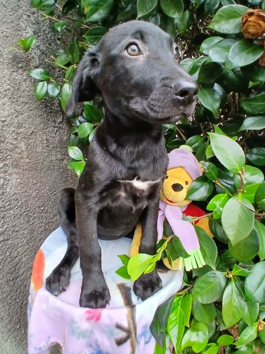 Zoey para adoção muito responsável