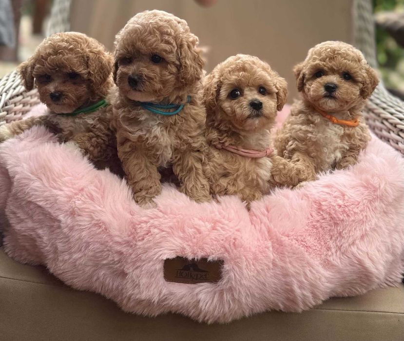 Bichpoo, Bichon Frise/Pudel TOY. SUCZKA, oboje rodzice FCI.