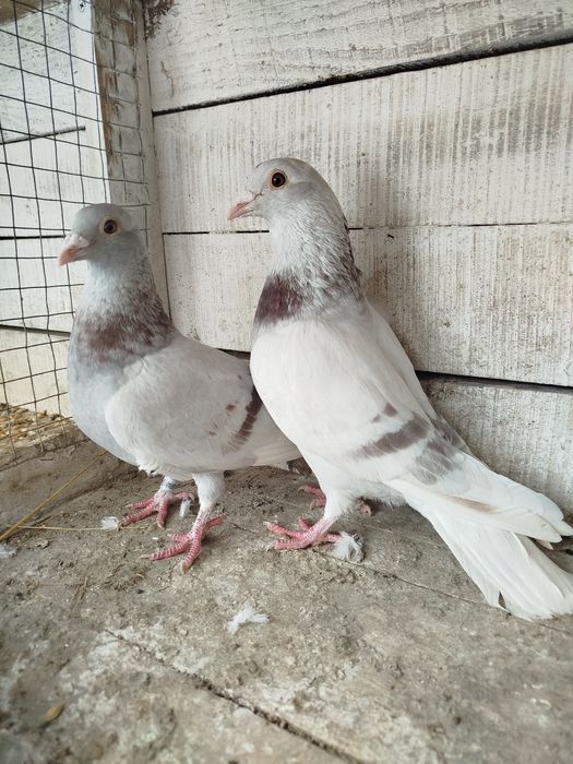 Продам домашні тварини