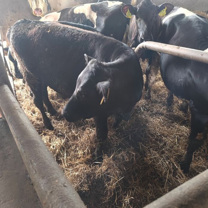Jałówka miesna cielęta zarłak 200kg