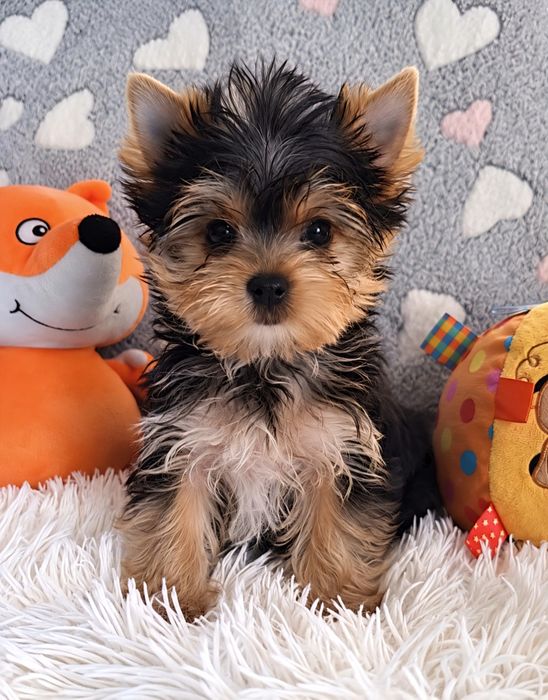 Piesek Yorkshire Terrier