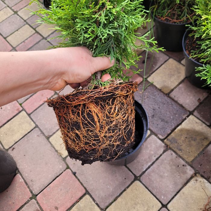 Туя Смарагд 50-60см