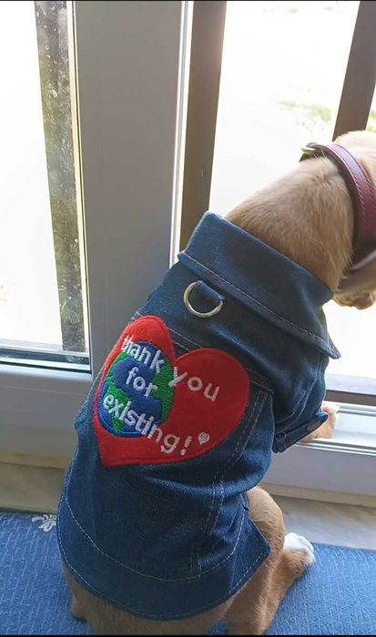 Dou cãozinho dócil pois vou para fora de Portugal