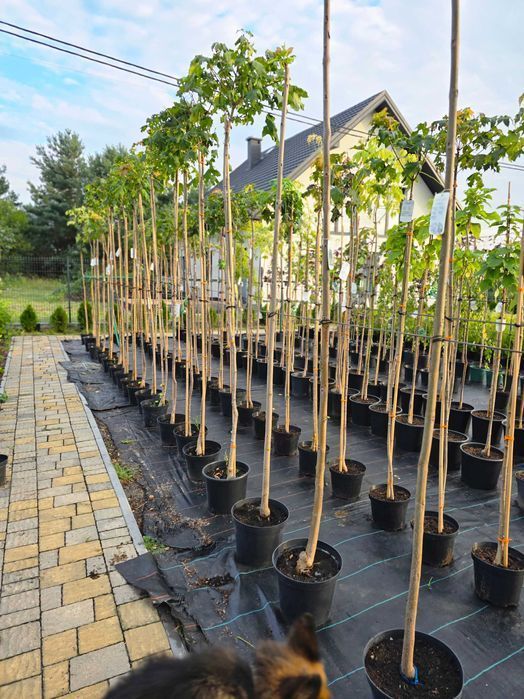 Klon GLOBOSUM Acer kulisty PURPLE GLOBE Golden Globe drzewa alejowe