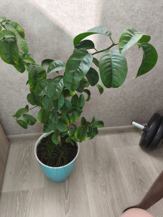 Апельсин, дерево